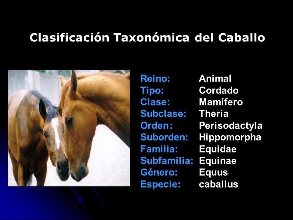 incomodidad del caballo del reino incomodidad del caballo del reino